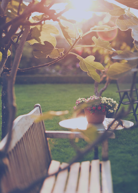 Sunny Backyard